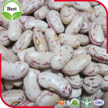 New Crop Long Form Licht Speckled Kidney Bohnen / Lskb